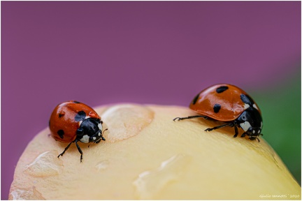 Two ladybug